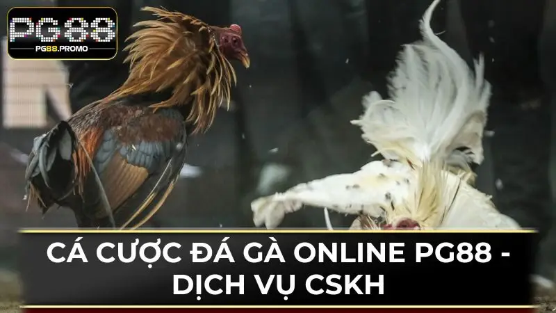 Hàng loạt các ưu điểm để người chơi lựa chọn đá gà tại nhà cái PG88 