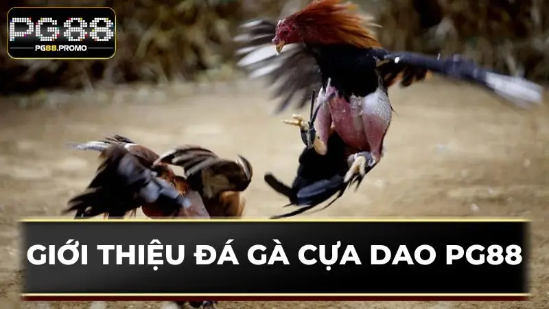 Tìm hiểu về hình thức đấu kê siêu nổi tiếng ở Việt Nam