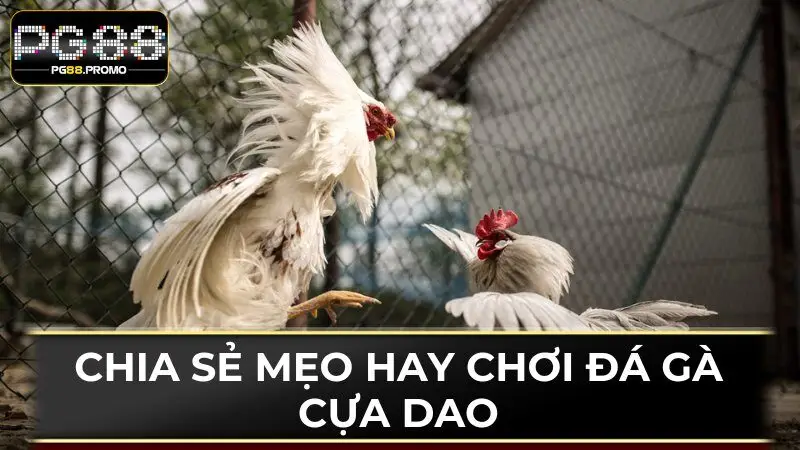 Một vài mẹo hay giúp hội viên tham gia đá gà cựa dao tốt nhất 