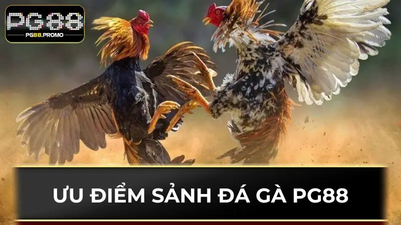 Ưu điểm sân chơi chọi kê PG88