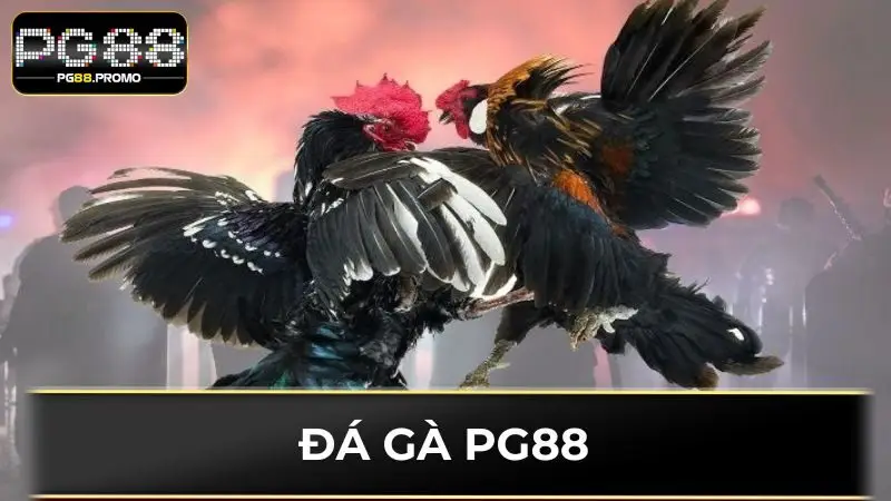 Đá gà PG88 kịch tính với vô vàn trận đấu hấp dẫn